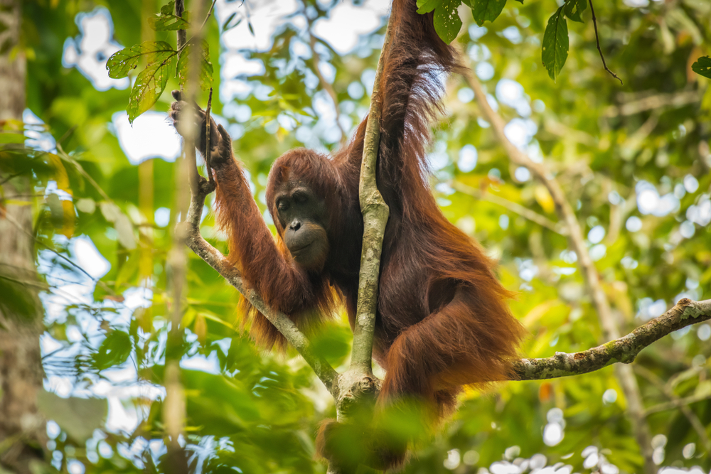 Borneo's Rainforests, Malaysia