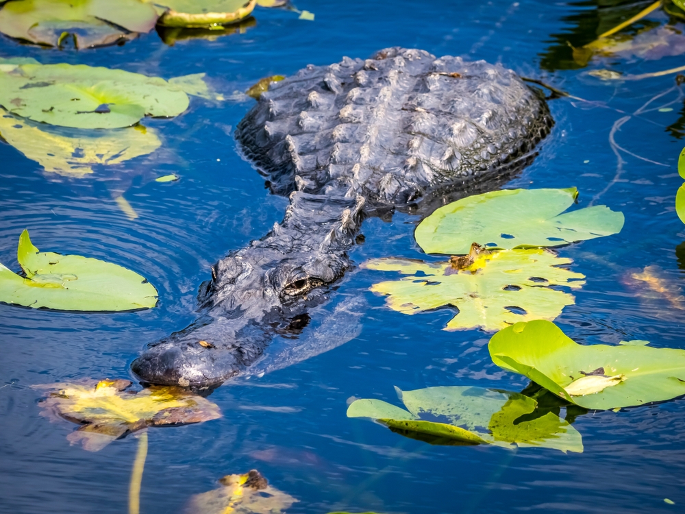Everglades-National-Park-in-south-Florida-USA