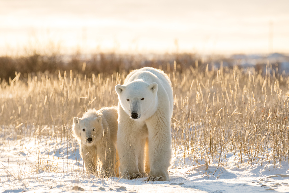 Polar-bears-on-tundra-in-Arctic-Canada