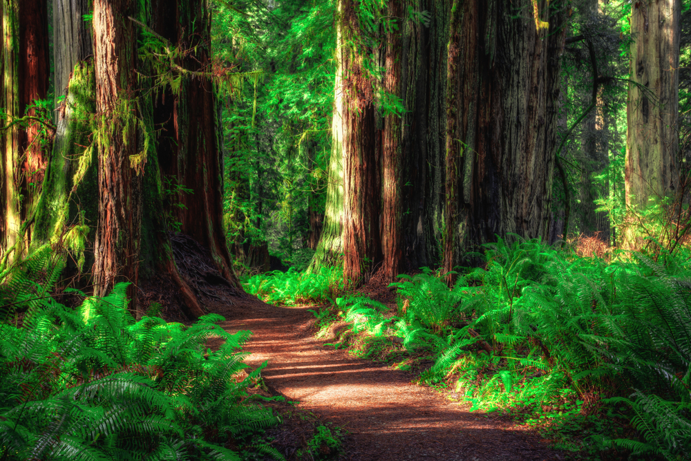 Redwoods-National-State-Parks-California