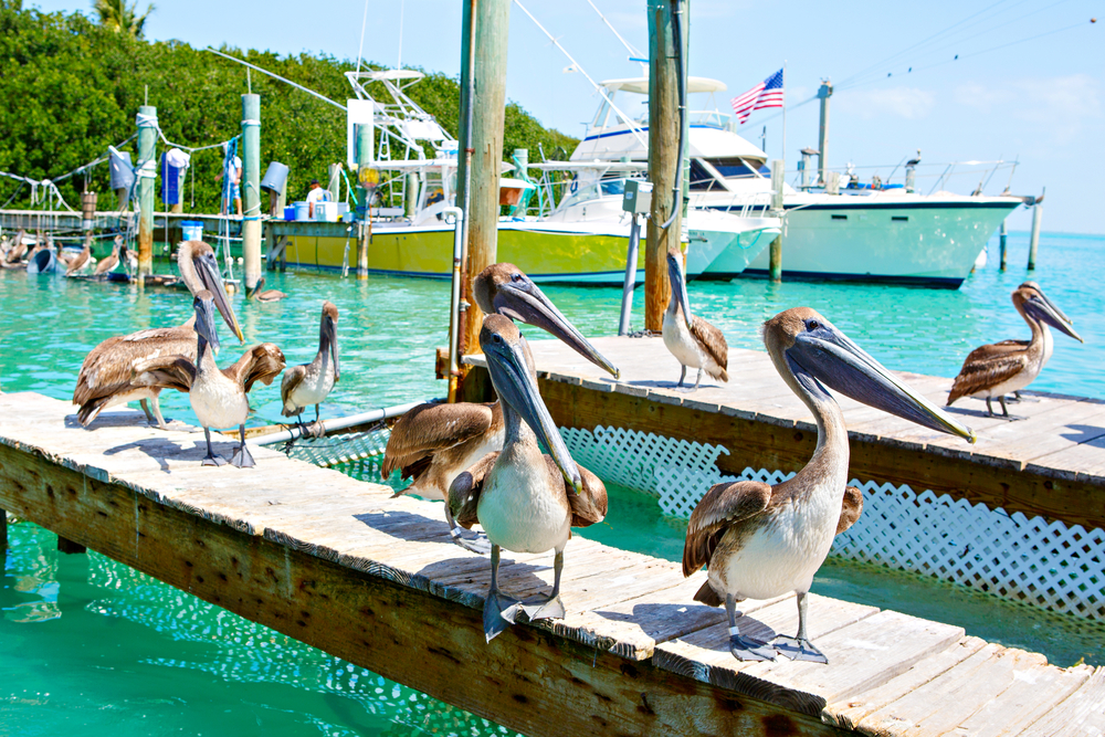 port-of-Islamorada-Florida-Keys-West