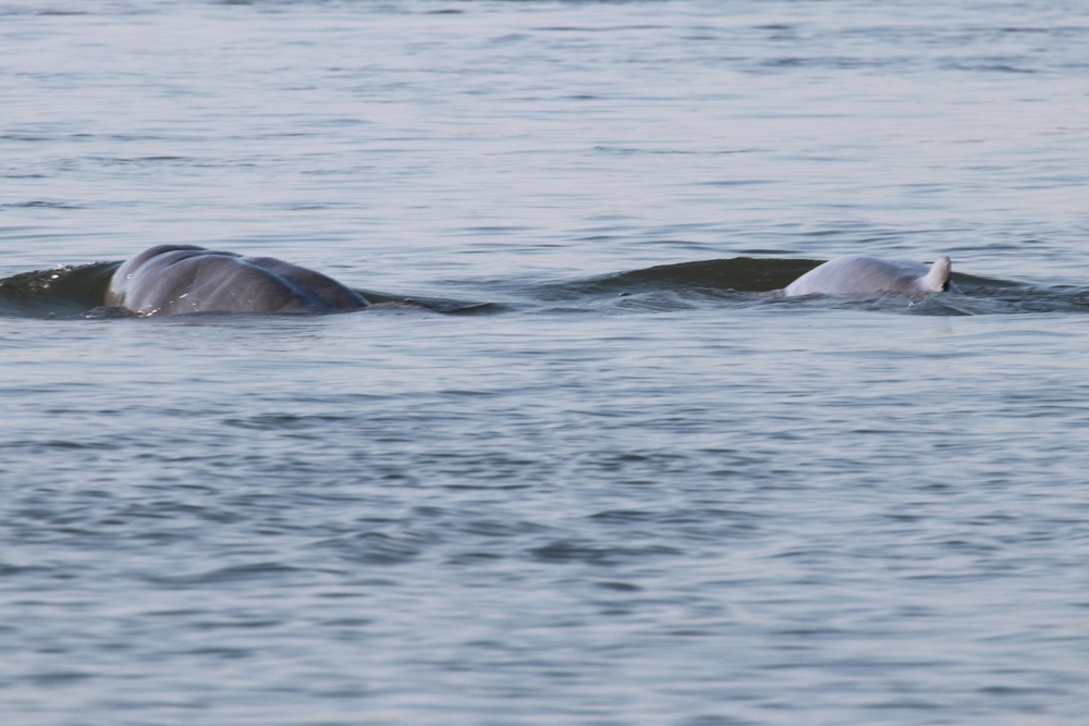 Kratie and the Irrawaddy Dolphins, Cambodia