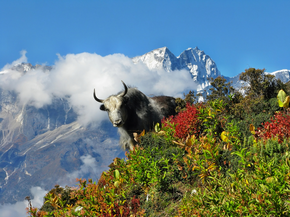 Sagarmatha National Park, Nepal