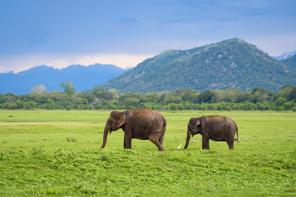 Yala National Park, Sri Lanka
